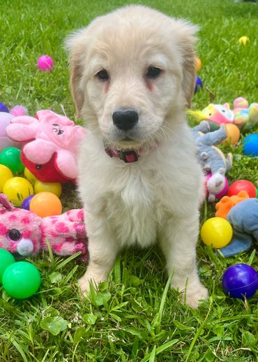 Pink collar female puppy - Holly