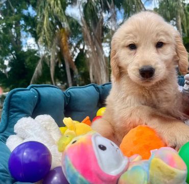 Light blue collar male puppy - Apollo