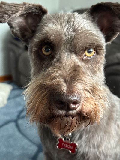 Close-up of a gray dog with expressive yellow eyes and a red bone-shaped tag.