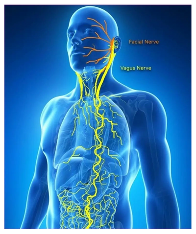 the vagus nerve
