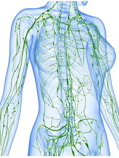 système lymphatique du corps humain