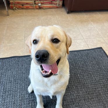 Happy Labrador Retriever sitting on a gray mat indoors.