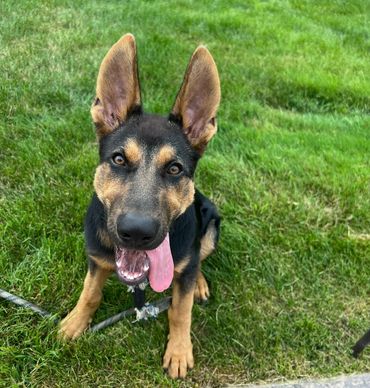 Happy German Shepherd puppy sitting on the grass with tongue out.