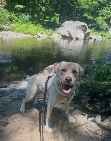 A happy Labrador dog on a leash by a river with greenery around.