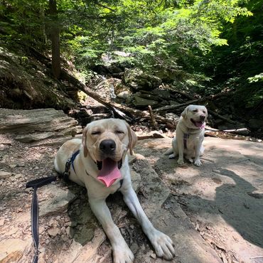 Two happy dogs resting on rocky ground in a lush forest.