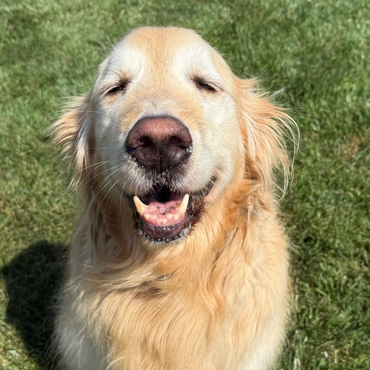 Golden retriever smiling with eyes closed on grass.