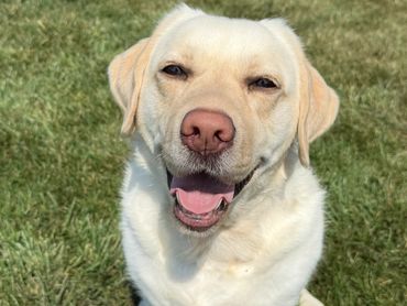 Happy yellow Labrador retriever sitting on grass, smiling at the camera.