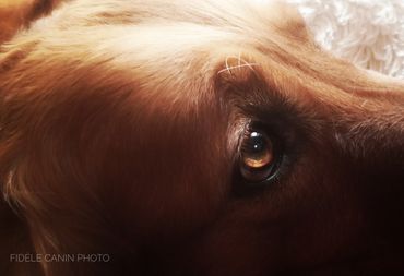 CHIEN3