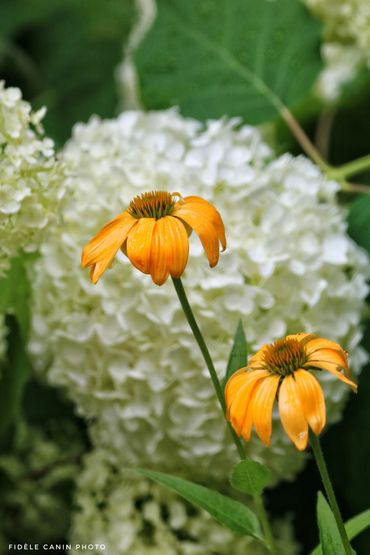 FLEURS7