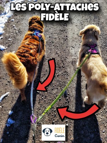 Poly-attache FIDÈLE
