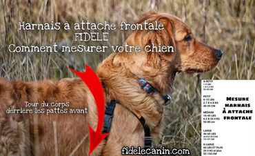 Harnais à attache frontale FIDÈLE