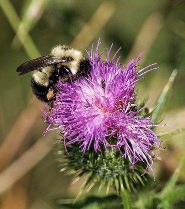 INSECTE2