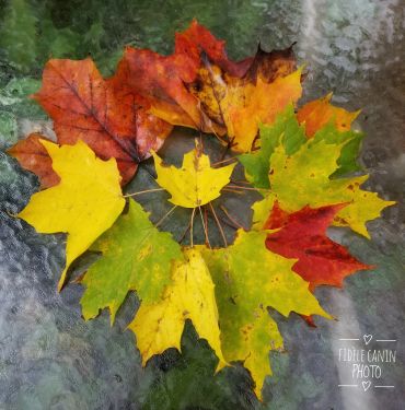 AUTOMNE5