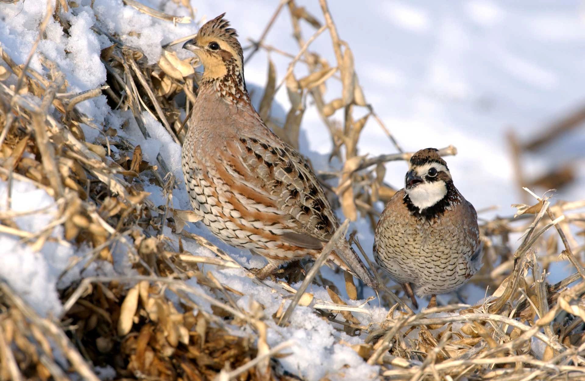 bobwhite-quail-south-texas-quail-and-pheasant-farm