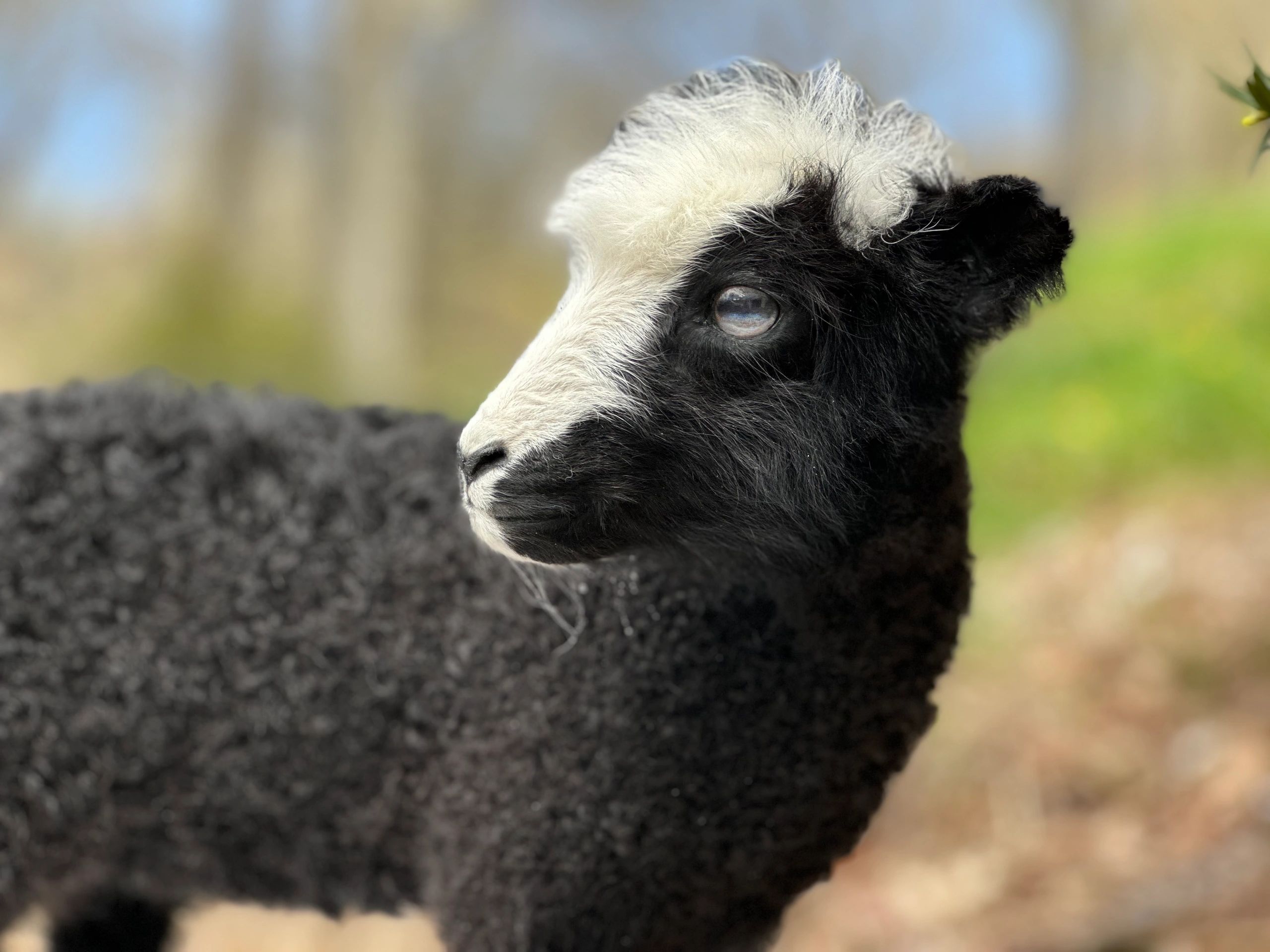 Finn-Dorset Lamb