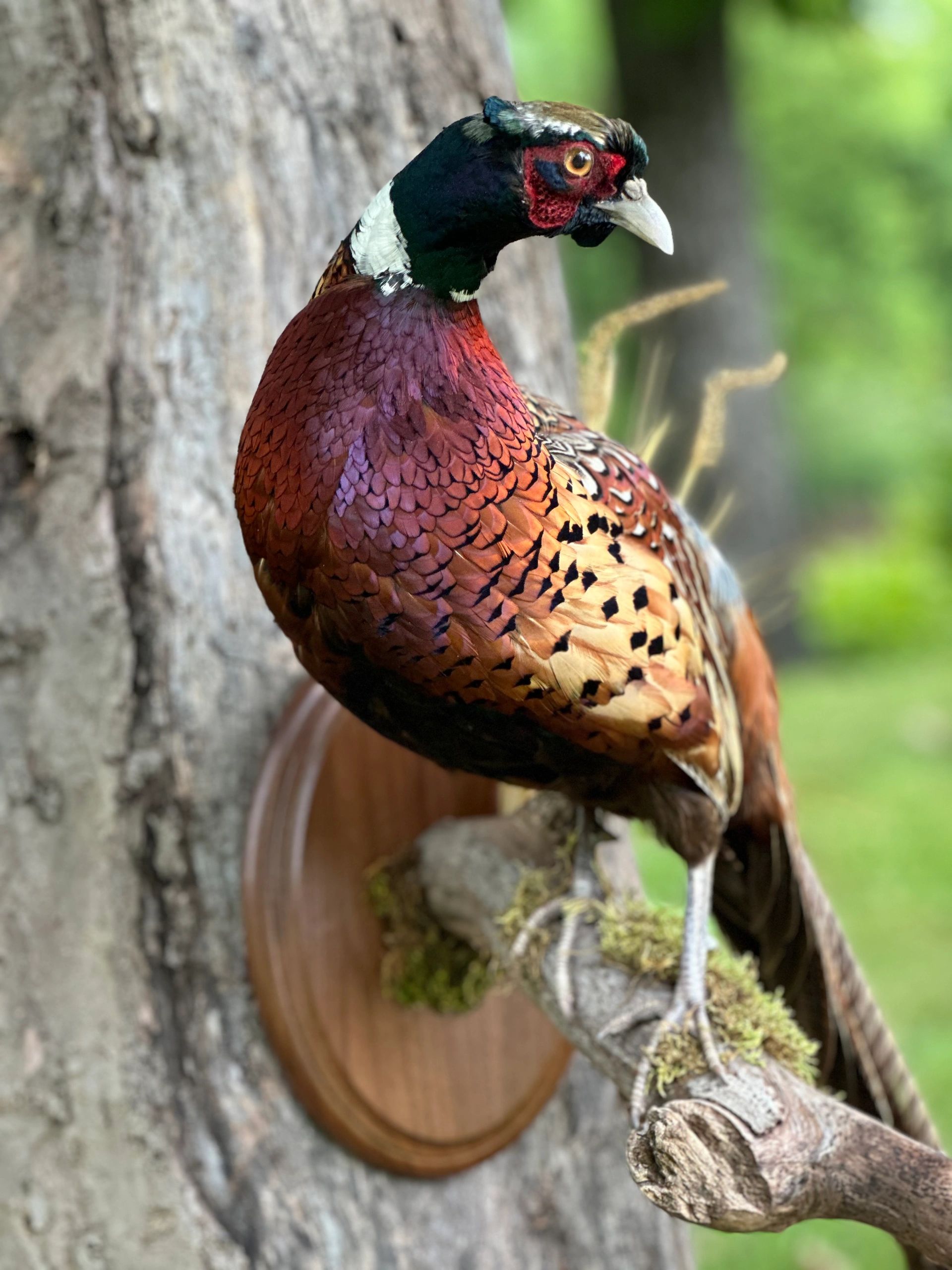 Ringneck Pheasant