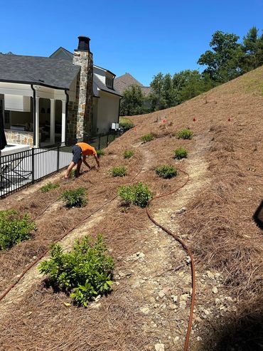 Person planting shrubs on a steep, mulched hillside beside a house on a sunny day.