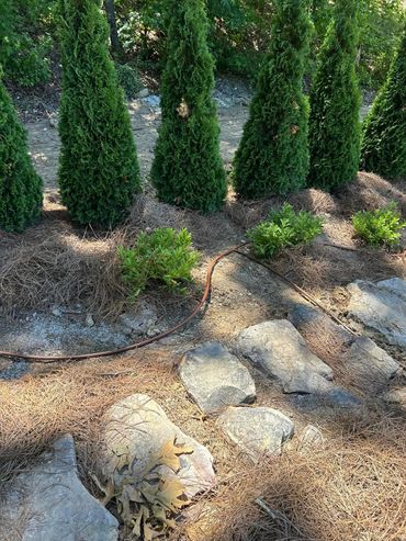 A landscaped garden with pine trees, small shrubs, rocks, and a drip irrigation system.