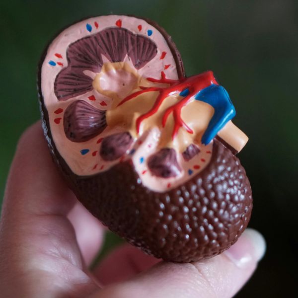 Hand holding a detailed anatomical kidney model showing internal structures.