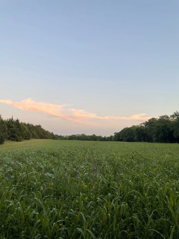 Kansas cover crop in Spring 2023: we increased the diversity of our cover crop mix.