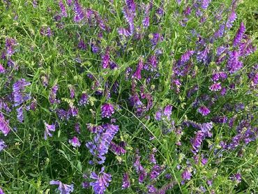 Spring 2023: Our hairy vetch cover crop was a very effective soil builder for us.
