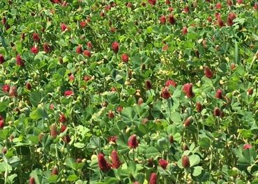 Cover crops are a cornerstone of our regenerative agriculture methods here in Kansas.