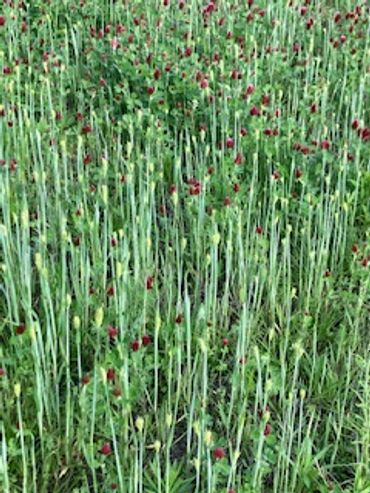 Barley and crimson clover cover crop used for soil building in our regenerative agriculture plan