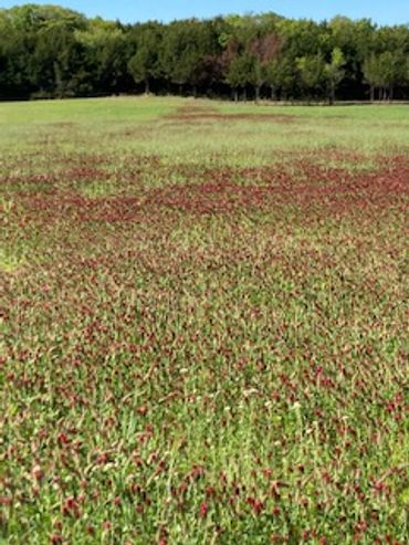 A crimson clover cover crop is a beautiful sight in May.