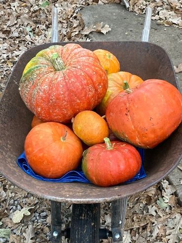 Our regenerative agriculture efforts have yielded some surprises, like these heirloom pumpkins.