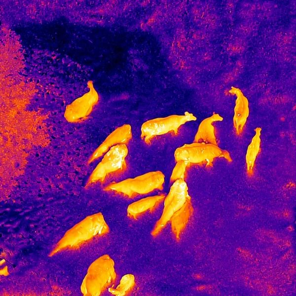 Thermal image of a group of animals, likely cows, in a field.
