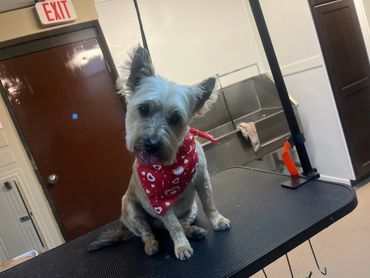 Small dog with red bandana sitting on grooming table indoors.