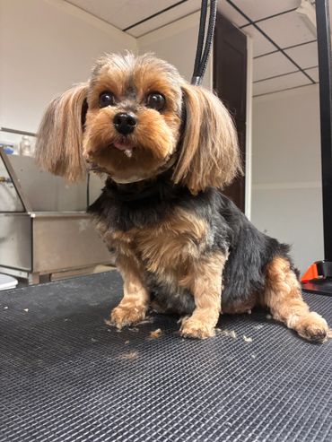 Small dog with freshly groomed fur sitting on a grooming table.