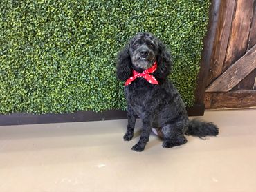 Black dog with curly fur wearing a red bandana sitting indoors.