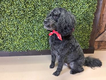 Black curly-haired dog with a red bow sitting against a green leafy wall.