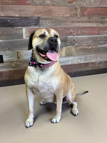 Happy dog with tongue out wearing a black bandana sitting indoors.