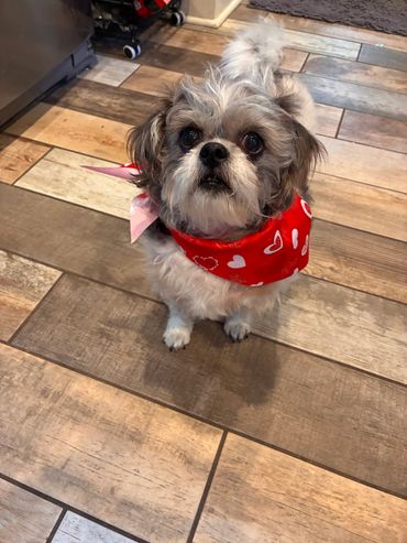 Small dog wearing a red heart-patterned bandana looking up.