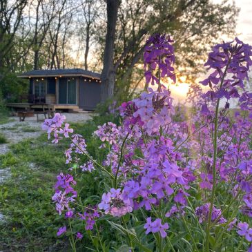 Purple flowers by a cabin at sunset.