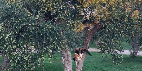Cats playing in an olive tree on Kollias family farm in Filiatra