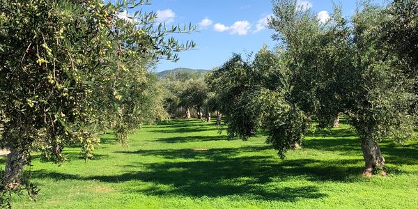 Kollias family olive trees Filiatra Messinias Greece