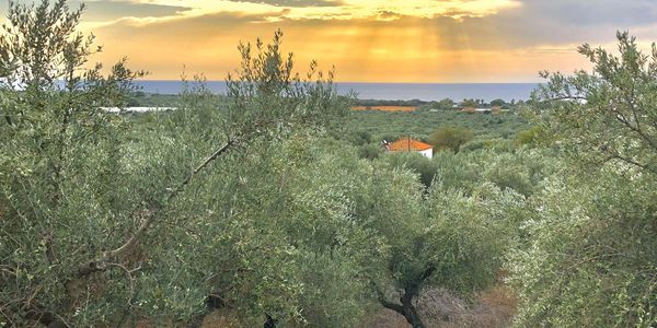 Sunset over the Kollias family farm