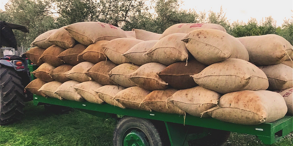 Tractor with platform full of sacks of freshly picked olives, Kollias farm Filiatra