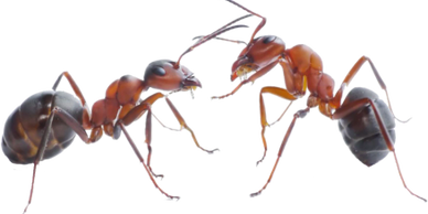 New Mexico Pest Control - Common-pest-ants-new-mexico