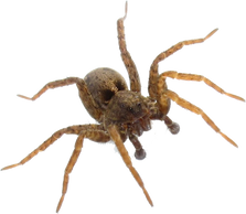 New Mexico Pest Control - Common-pest-spiders-new-mexico-organic-pest-control-albuquerque
