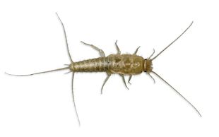 New Mexico Pest Control - Common-pest-silverfish-new-mexico-organic-pest-control