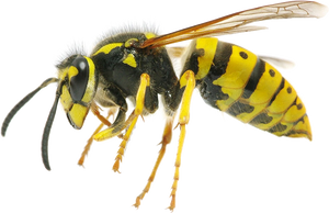New Mexico Pest Control - Common-pest-wasps-new-mexico-organic-pest-control