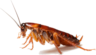 New Mexico Pest Control - Common-pest-cockroaches-new-mexico-organic-pest-control-albuquerque