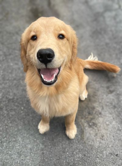 I have a male puppy available, born 11/20/24 *if you’re seeing this he is still available *