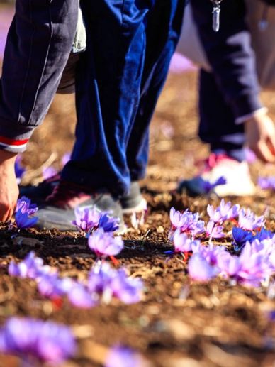 Guest visiting a farm