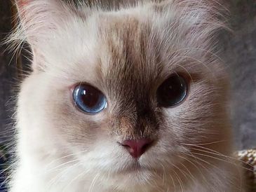 Himmie, Himalayan Siamese cat with fluffy cream coat and blue eyes, playful little feline.