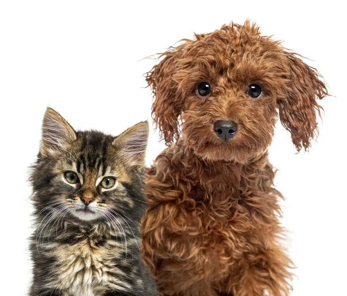 Trusted Pet Walking and Sitting Services Near You